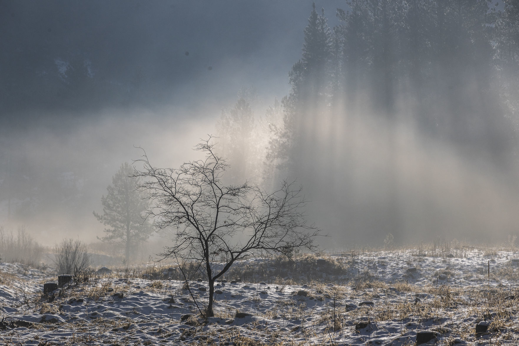 Custer State Park